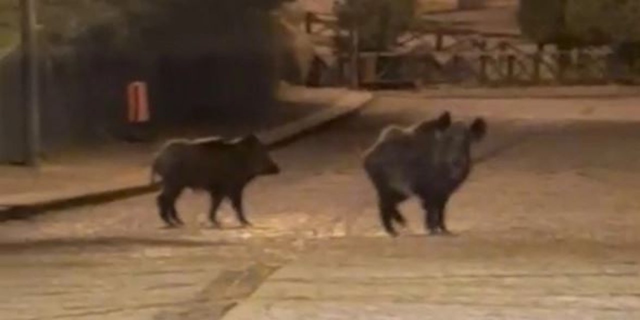 Konya’da aç kalan domuzlar şehre indi