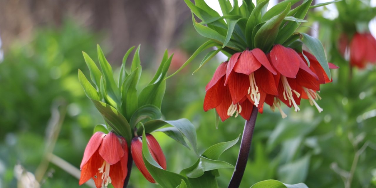 Bu çiçeği kopartana 240 bin lira ceza var