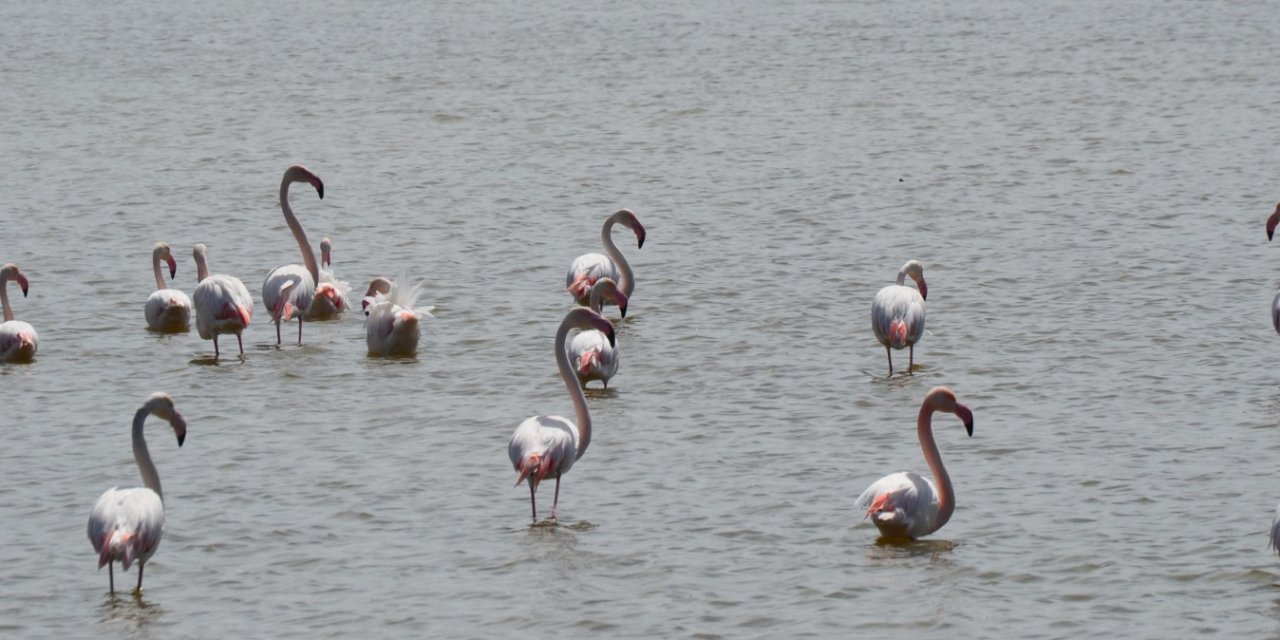 Tuz Gölü'nün misafirleri flamingolar, kuluçkaya geldi