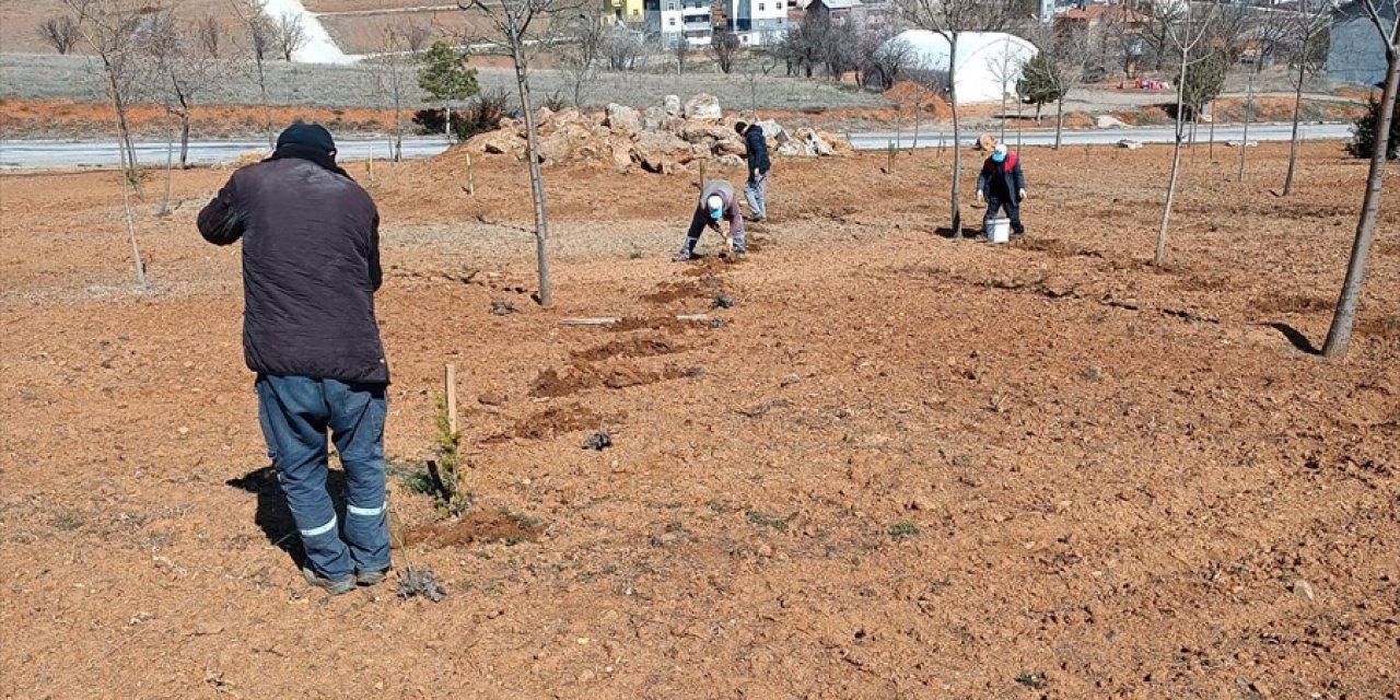 Konya’nın çileği ile ünlü ilçesinde lavantalar toprakla buluşuyor