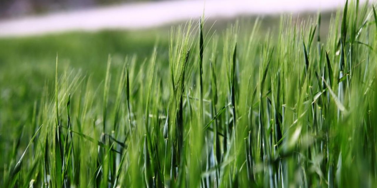 Son yağışlar Konya Ovası'nda rekolte beklentisini artırdı