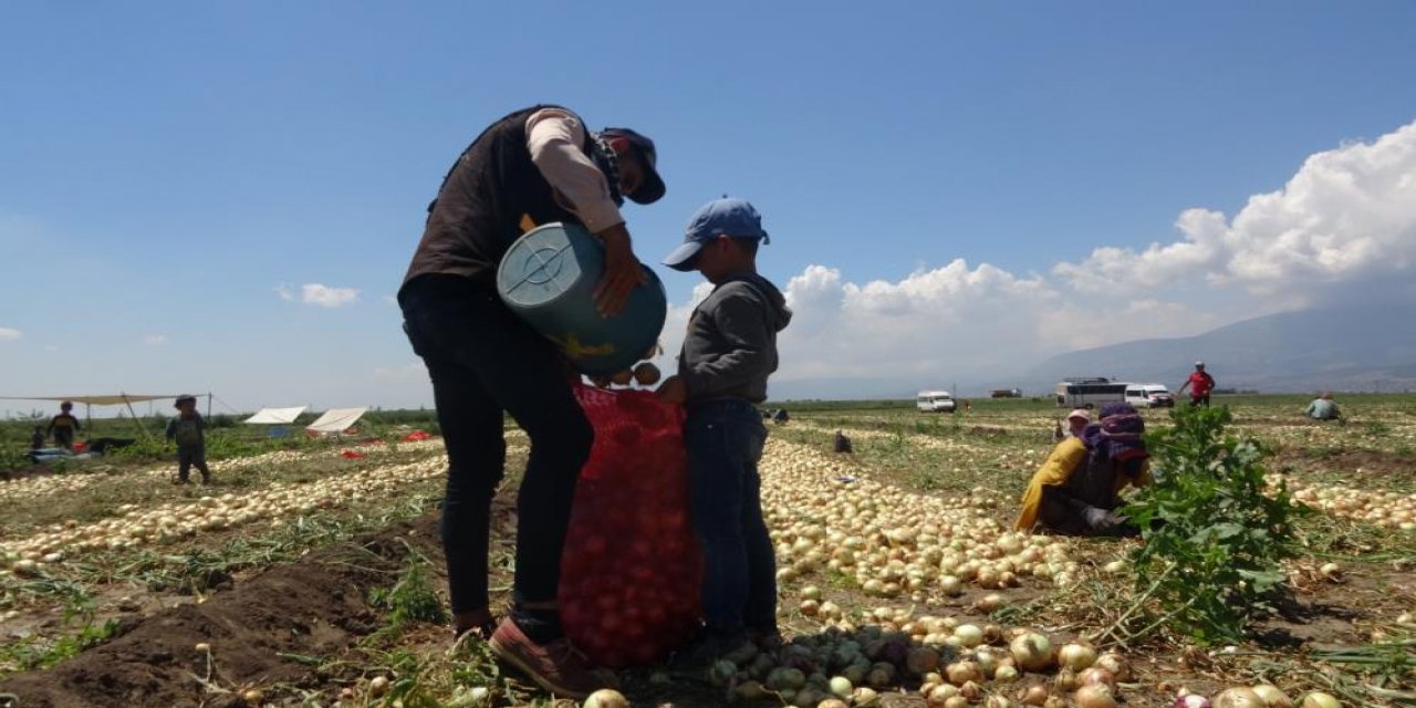 Soğan fiyatları düşüyor! Çiftçiden fiyat tepkisi: Parayı marketler kazanıyor