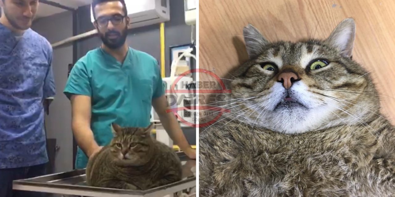 Konyalı veterinere getirilen kediyi gören gözlerine inanamıyor