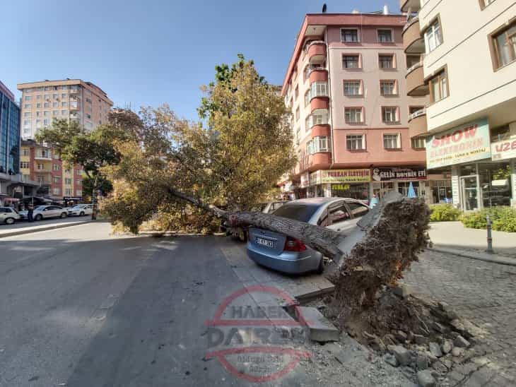 Konya'da tırın çarptığı ağaç, araçların üzerine devrildi