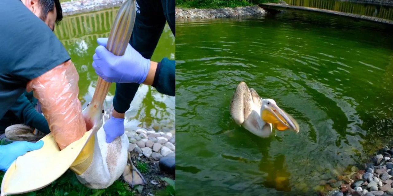 Pelikanın midesinden çıkanı gören şok oldu