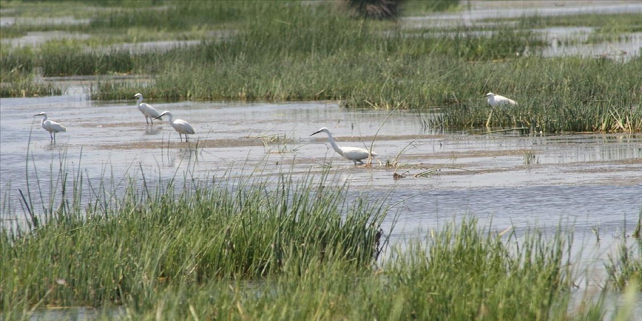 Türkiye'deki su kuşu sayısı belli oldu