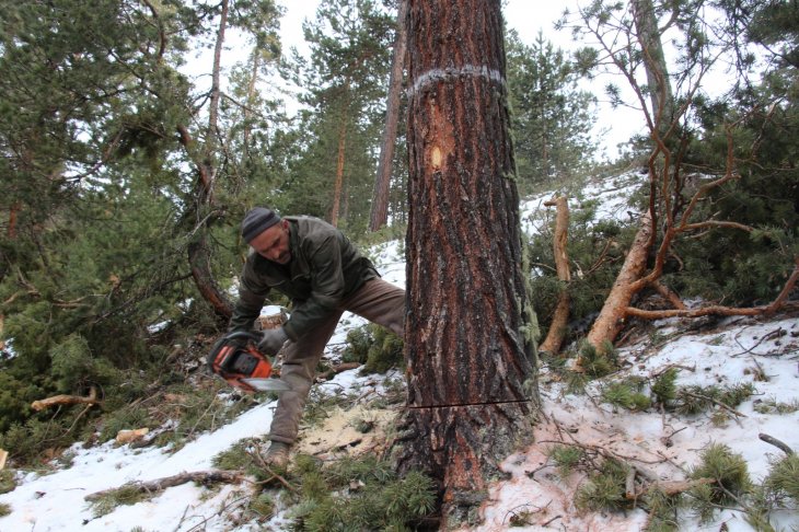 Orman işçilerinin kış mevsiminde zorlu mesaisi