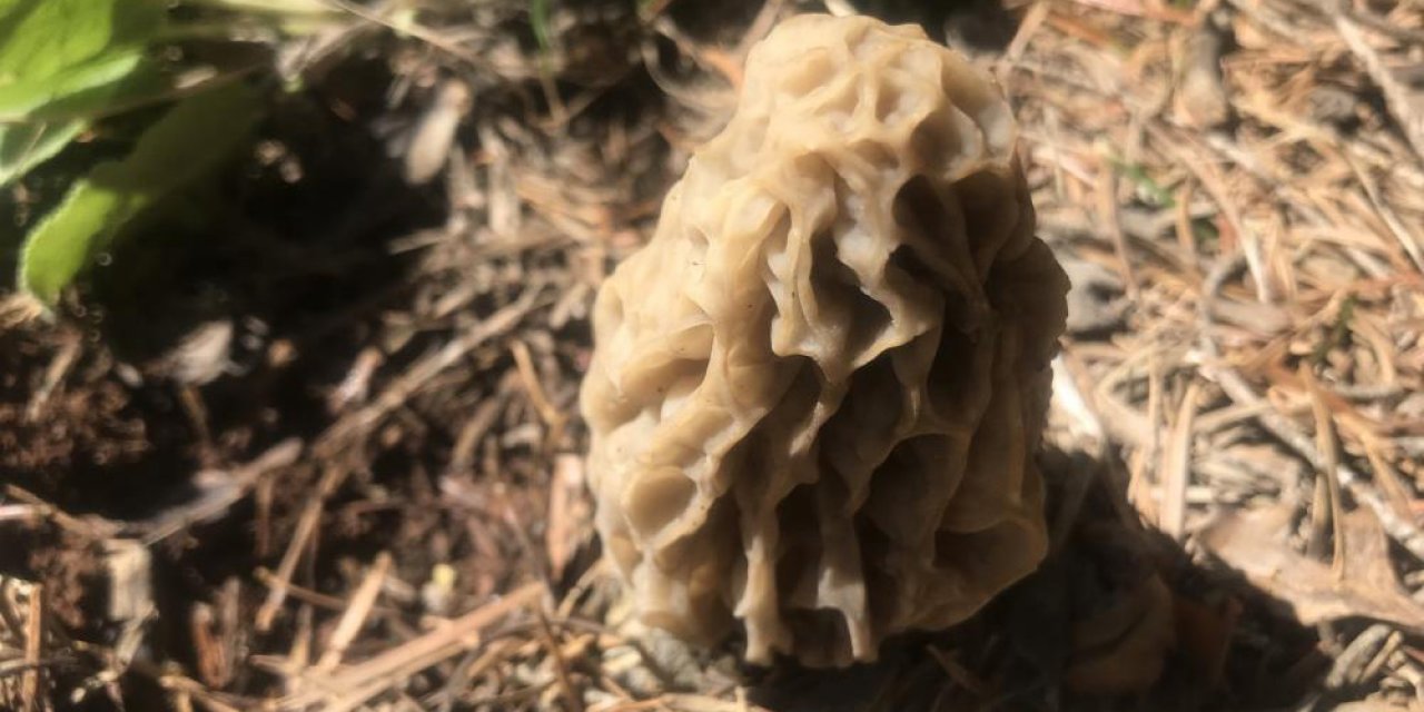 Fiyatı duyan koşuyor! Yılda 1,5 ay yetişiyor, kilosu çeyrek altından daha fazla