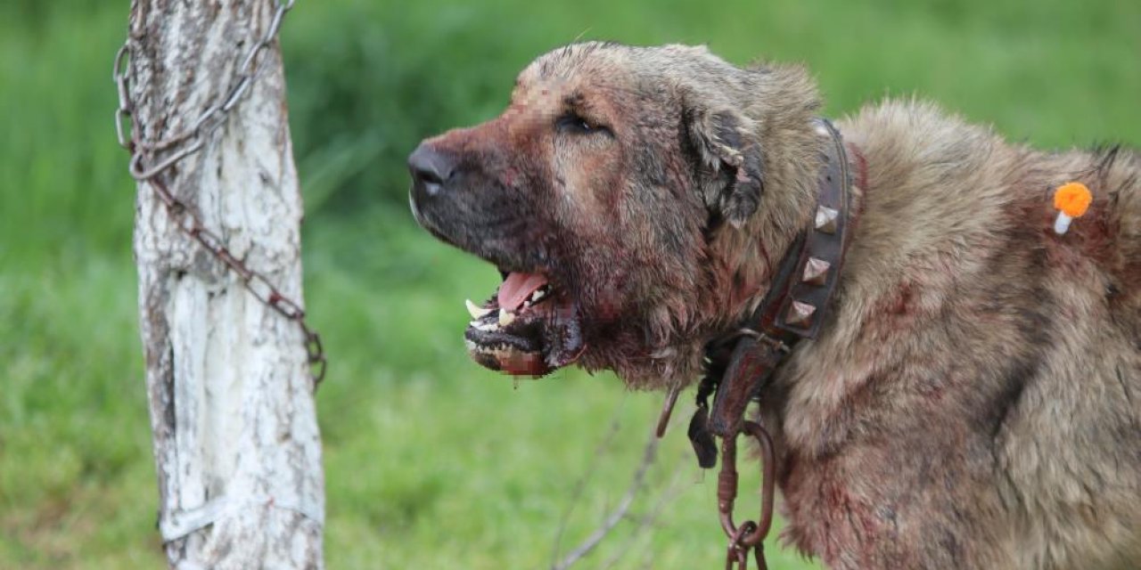 Sokak köpeği dehşet saçtı! Önce çocuğa saldırdı, sonra bir başka köpeği boğdu