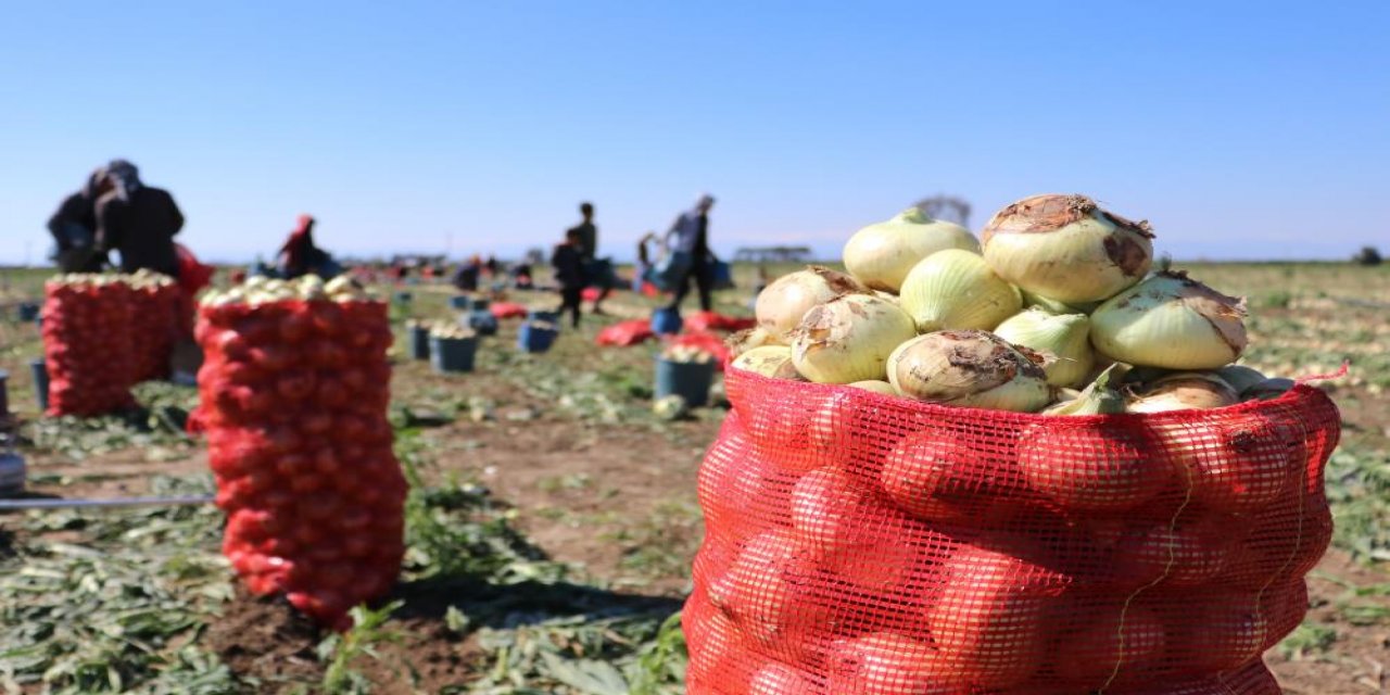 Soğan fiyatları 6-7 liraya kadar düştü, daha da düşecek