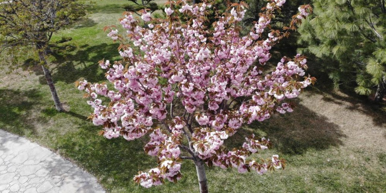 Güzel kokusuyla rengarenk çiçeği ile sakura ağacı