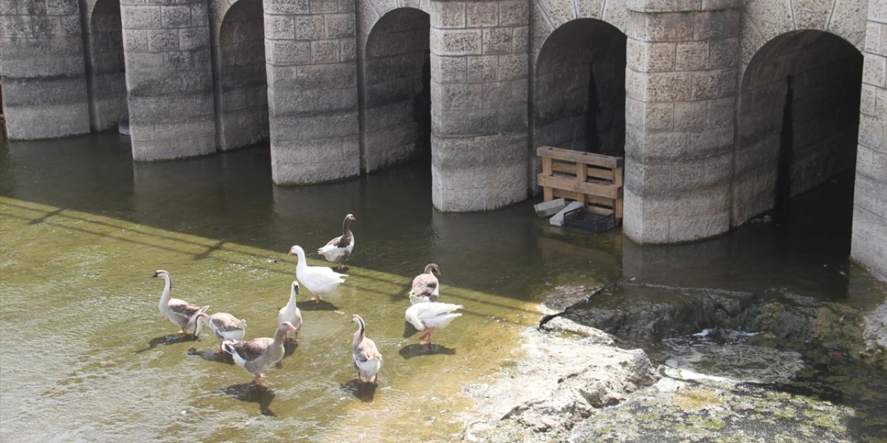 Beyşehir'de yuva yapan meke ve kazlar ilgi çekiyor