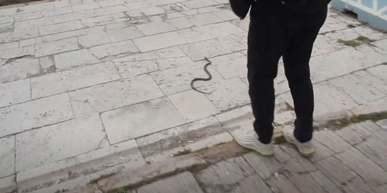 Konya’nın bir ilçesinde yılan korkusu başladı