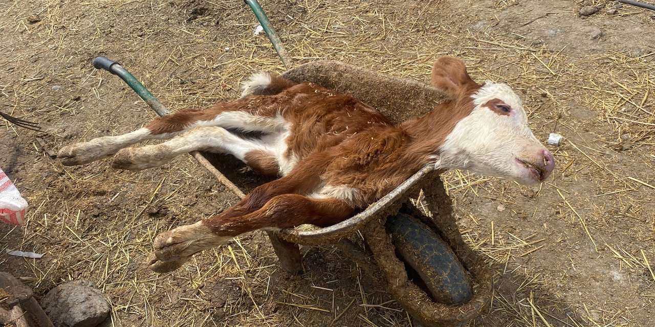 Bir ilimizin başı hayvan ölümleriyle dertte! 10 günde 70 hayvan telef oldu