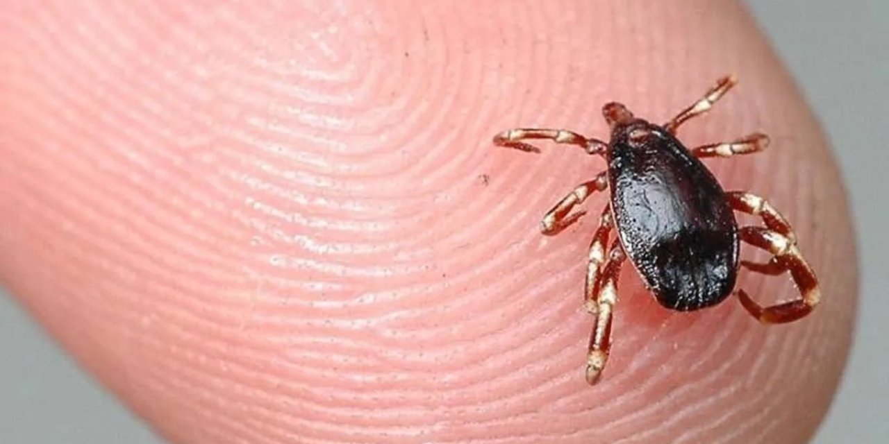 Bu yıl keneden ilk ölüm! Hastanede hayatını kaybetti