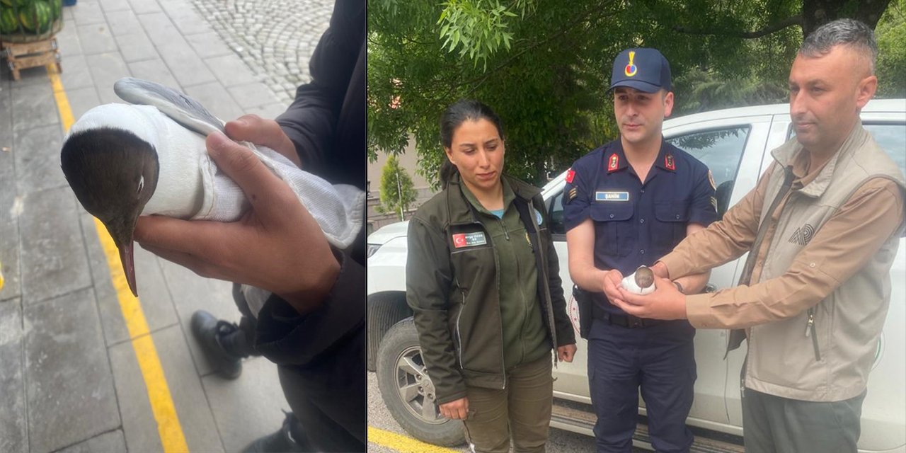 Konya'daki yağışlarda yaralanan nadir görülen kuş tedavi edildi