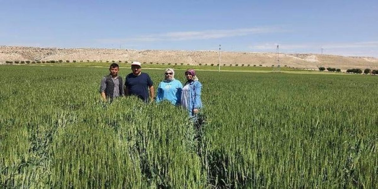 Konya’da uzman isim çiftçileri uyardı: Mantar hastalığı riski bulunuyor