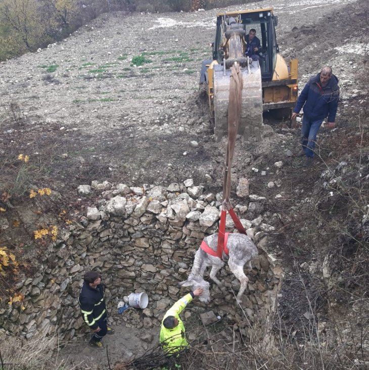 Kuyuya düşen eşek kepçeyle kurtarıldı