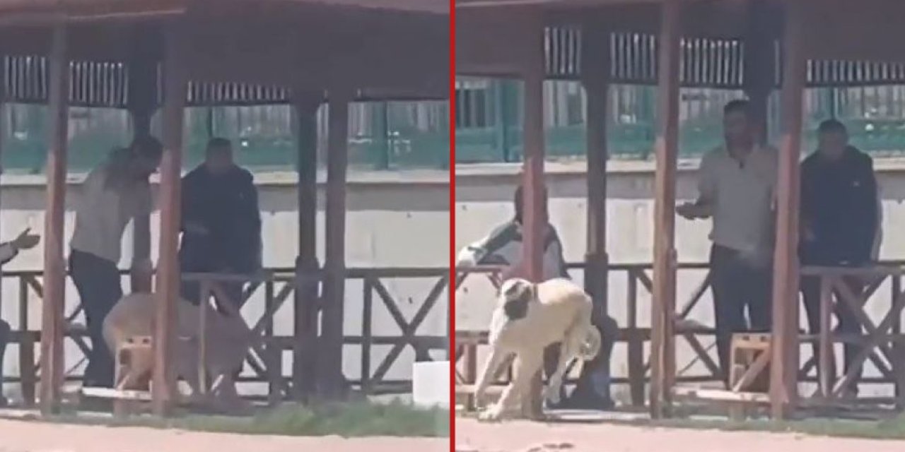 Konya’da köpeğe kemeriyle vuran kişi için hesap zamanı