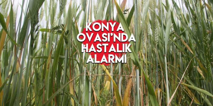 Fazla yağış hastalığa yol açtı! Konyalı çiftçilere hayati uyarı