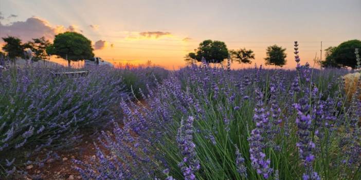 Konya Güneysınır Lavanta Bahçesi ziyarete açılıyor