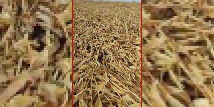 Konya’da etkili olan fırtına mısır tarlalarını bu hale getirdi