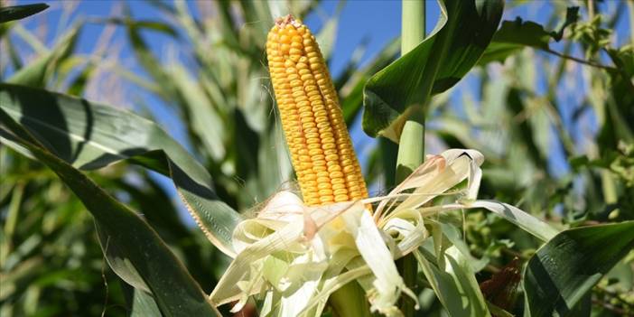 Konya’nın 19 ilçesinde mısır ekimi ile ilgili flaş karar