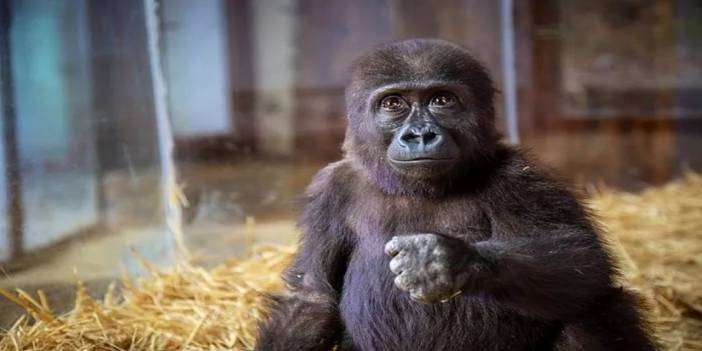 Yavru Goril Zeytin’in DNA testi çıktı, Türkiye’de kalacak