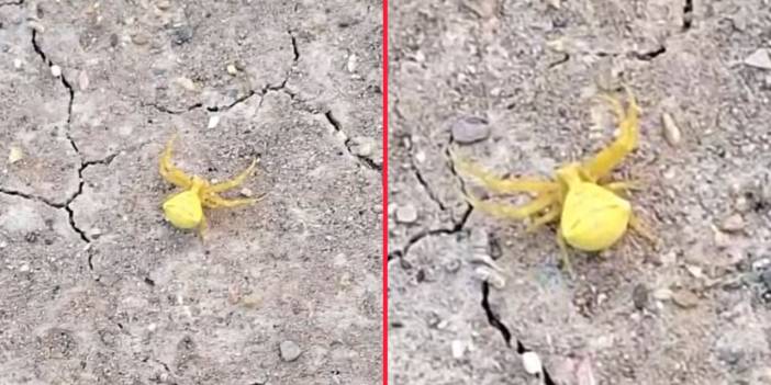 Doğanın kamuflaj ustası avcısı Konya’da ortaya çıktı