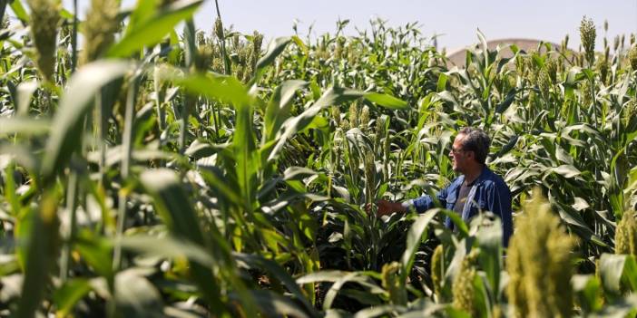 Konya'da su dayanmayan mısıra yeni alternatif
