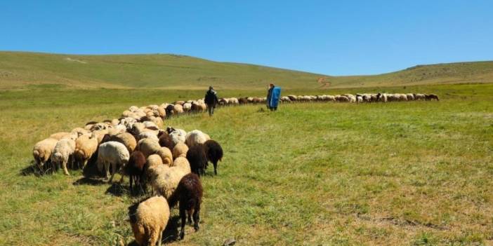2025 hayvancılık destek başvuruları başladı
