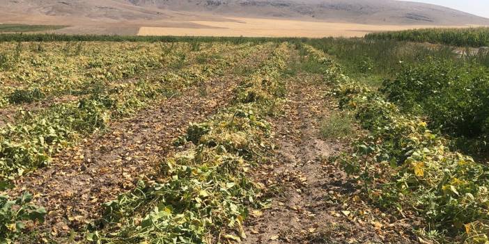 Konya’yı liderliğe taşıyan beyaz altında hasat başlıyor