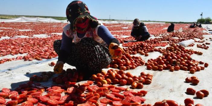İtalya’nın makarnasına lezzet katan Konya’da sezon açıldı