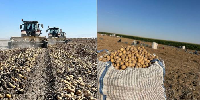 Üretimi Konya’ya kayan vazgeçilmez üründe ilk hasat