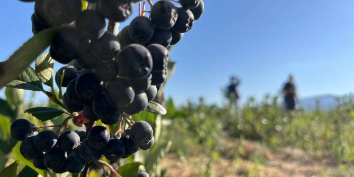 Konya’nın yeni değerinde hasat zamanı