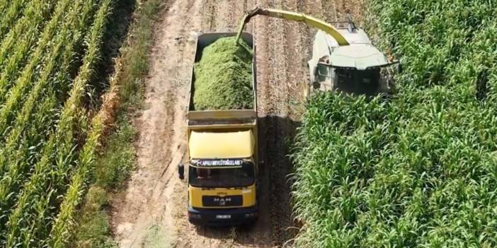 Kurak Konya’da mısıra rakip çıktı! Tam bir su dostu