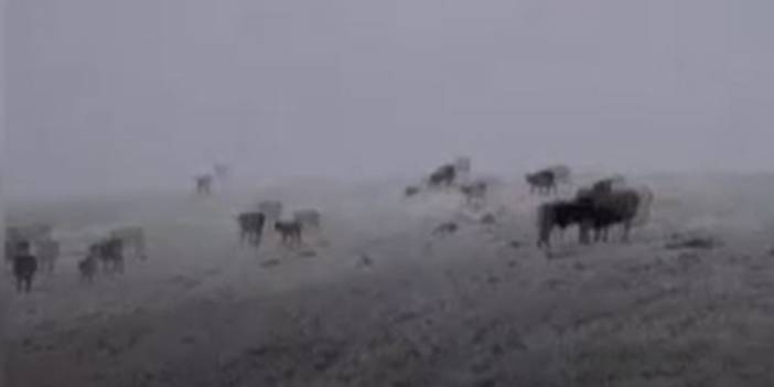 Mevsimin ilk karı ortalığı beyaza bürüdü! Hayvanlar şaşkına döndü