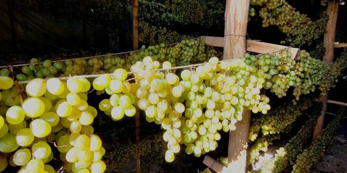 Konya’nın tatlı sırrı tavanlara asıldı