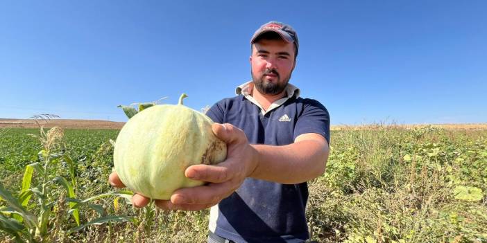 Konya’da ata tohumu ile yetişiyor, paha biçilmediği için satılmıyor