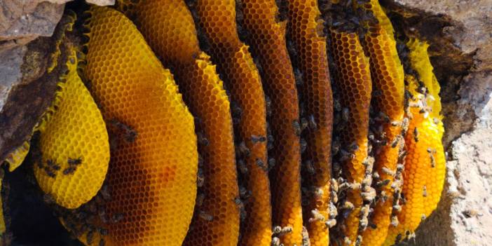 Konya’nın bu balı, saflığıyla herkesin aklını çeliyor
