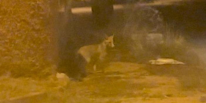 Konya’nın merkezinde tilki alarmı