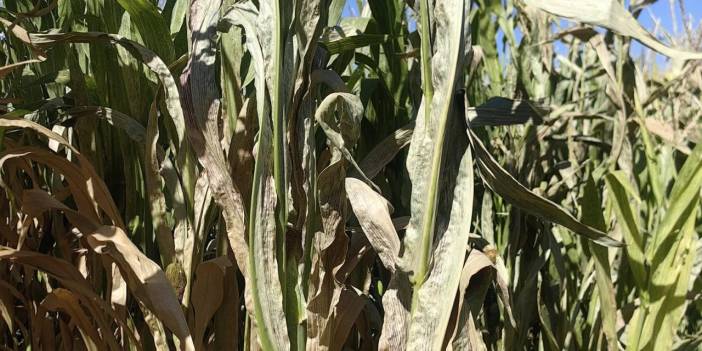 Konya’da mısırı soğuk vurdu