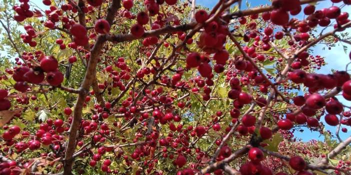 Şifa kaynağı Konya’nın dağlarını kırmızıya bürüdü