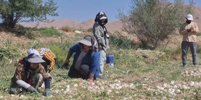 Konya’nın dev ürünü, pazarda alıcı bulamıyor
