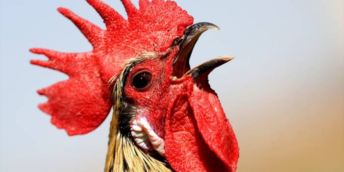 Türkiye’nin en prestijlisi! Denizli horozunu Konya koruyor