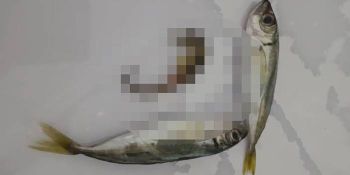 Pazardan balık diye aldı, poşetten çıkan şey bambaşkaydı