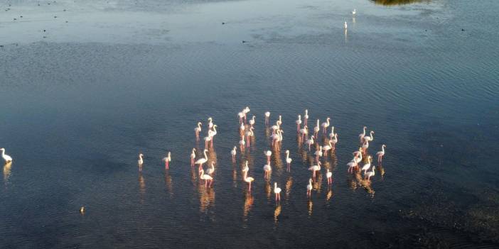 Flamingolar Konya’da yeni yuvasını buldu