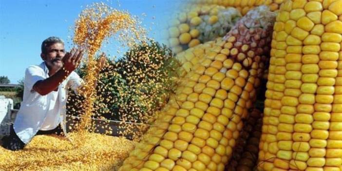 Konya Ovasında çiftçinin başı şimdi de “tüccar dolandırıcılarla” dertte