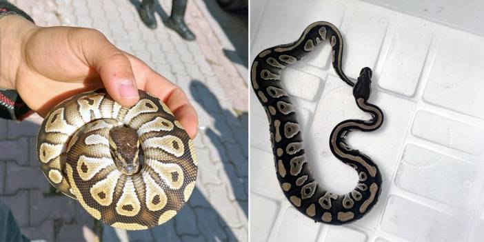 Konya’da pes dedirten olay! Polis uygulamasında cebinden piton çıktı