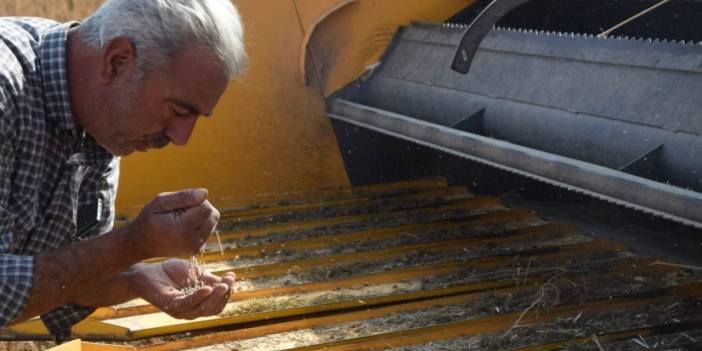 Konya’nın az su ile yüksek verim alınan yeni ürününde hasat zamanı